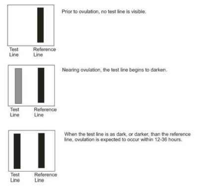 Ovulation predictor kit results