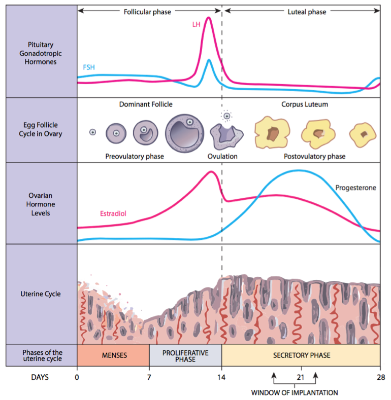 Important Facts About Ovulation - Being The Parent